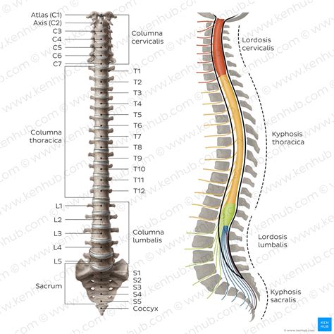 Anatomie Der Kreuzwirbel