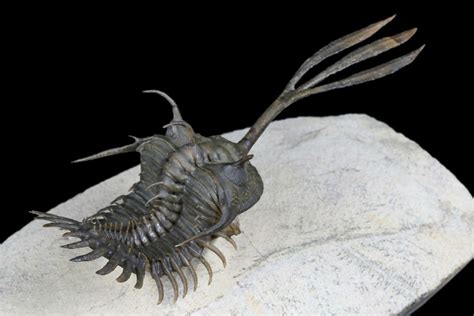 Trident Walliserops Trilobite Foum Zguid Morocco For