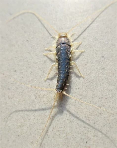 Order Zygentoma: Silverfish - Ancients Of The Insect World [2022]