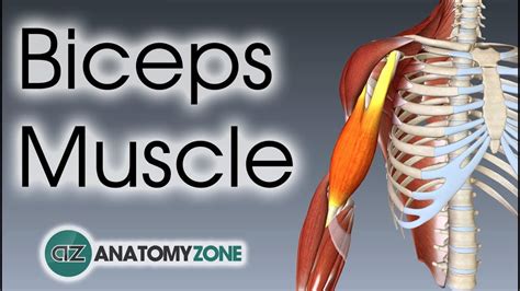 Biceps Brachii Muscle Origin Insertion Action D Model Anatomyzone