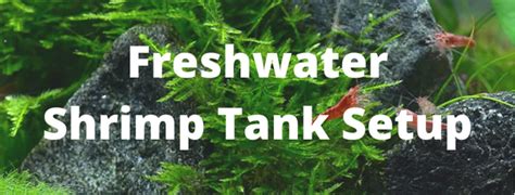 How to Set Up a Freshwater Shrimp Planted Tank – Micro Aquatic Shop