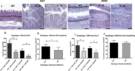 Esophageal Squamous Epithelial Lesions In Il 1β Mice Correlate With Download Scientific Diagram