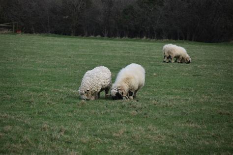 Sheep Grazing © N Chadwick Cc By Sa20 Geograph Britain And Ireland