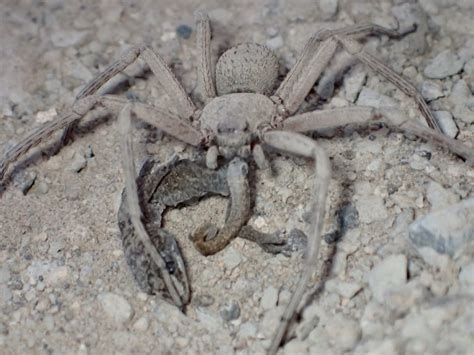 Collecting in the Atacama Desert | Piel Lab