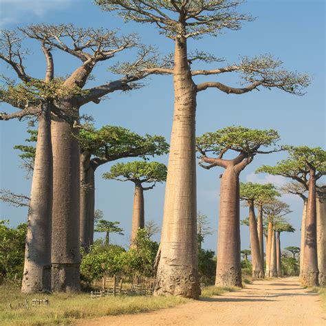 Адансония (Adansonia) - PictureThis