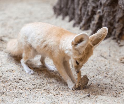 Fennec Fox - DesertUSA