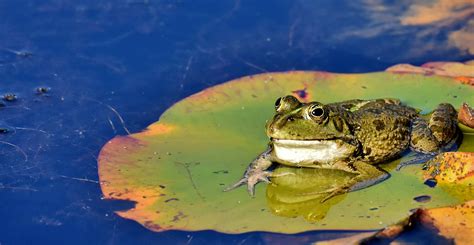 Frog Pond Animal Water - Free photo on Pixabay