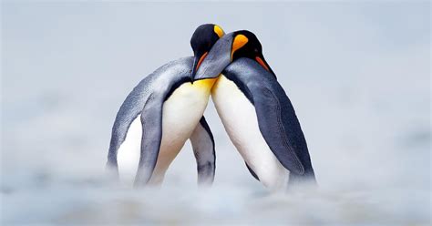 Do Penguins Mate For Life? | Birdfact