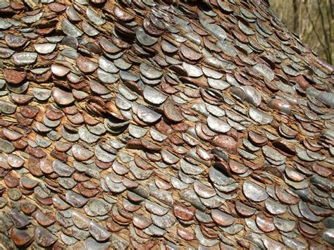Alexs Adventure Penny Tree