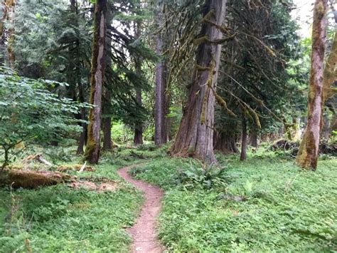 Unexpected Camping A Tale Of Lost Keys And Ancient Trees In Gifford