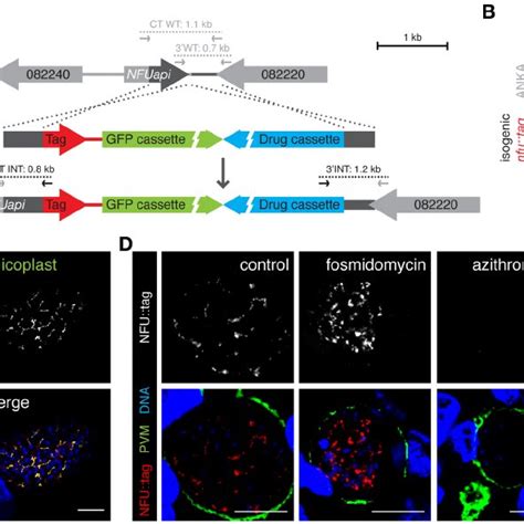 Plasmodium [fe S] Biosynthesis Pathway Proteins Of The Apicoplast Download Table