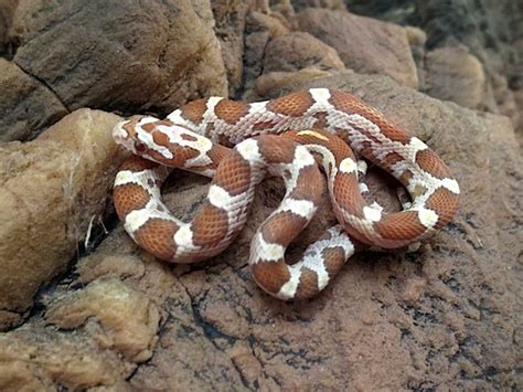 Corn Snake Caresheet Reptile Rapture