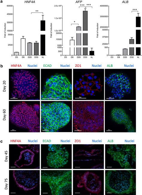 Evaluation Of Hepatic Markers At Gene And Protein Level A Increased