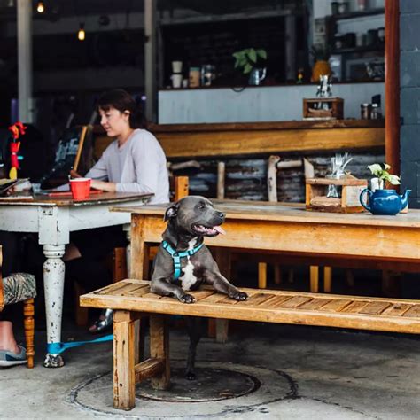 9 Pet Friendly Cafes On The Sunshine Coast Queensland