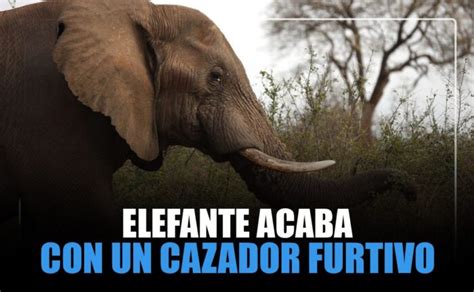 Elefante Acaba Con Un Cazador Furtivo