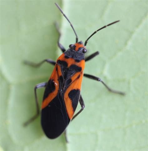 False milkweed bug How to identify it? - Picture Insect