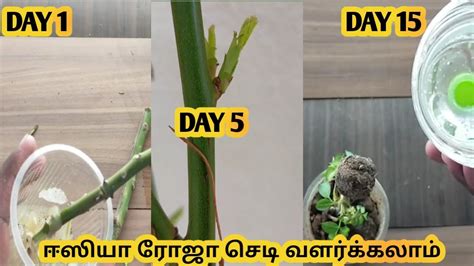 ரோஜா செடி வளர்ப்பது எப்படி Rose Plant Growing Tips In Tamil Youtube