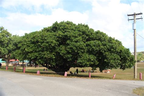 Calophyllum inophyllum – Garden Buddy