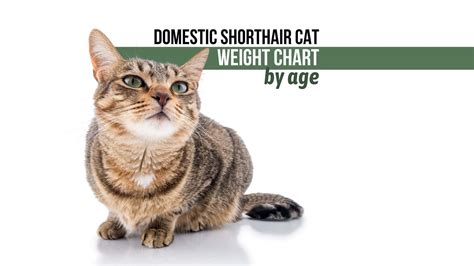 A Guide To The Domestic Shorthair Cat Weight Chart By Age