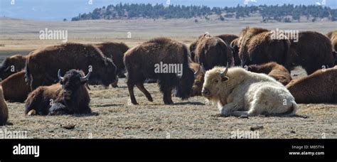 White buffalo and native american hi-res stock photography and images ...