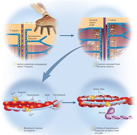 Excitation Contraction Coupling Diagram Quizlet