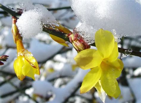 Pourquoi Mon Jasmin D Hiver Ne Fleurit Pas Cap Sur Les Causes Et Les