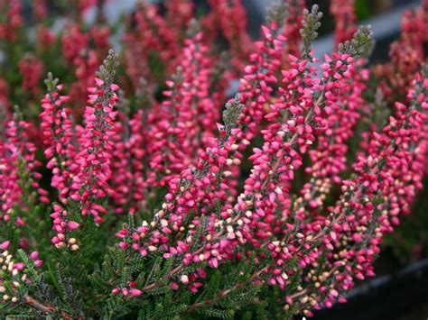 Sommerheide Besenheide Larissa Calluna Vulgaris Larissa