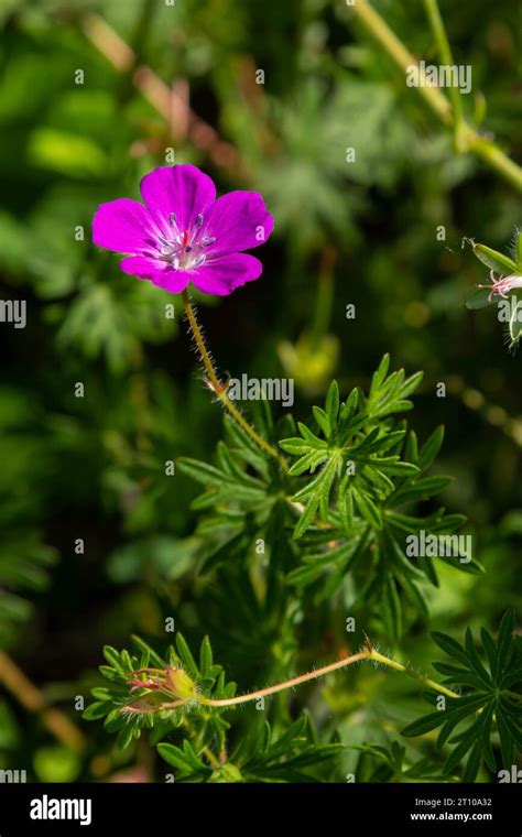 Purple Flowers Of Wild Geranium Maculatum Close Up Spring Nature