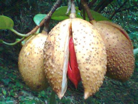 HENGGI Buah Pala Fakfak Papua Barat