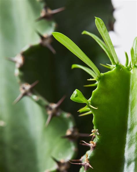 Cowboy Cactus Euphorbia Ingens Indoor Plants And Houseplants The Stem