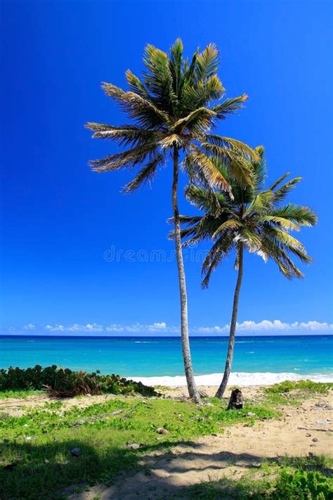 Palmas Dos Pares Na Praia Bonita Imagem De Stock Imagem De Maldivas