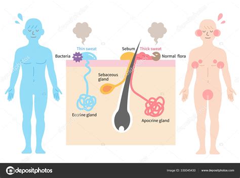 10000ダウンロード済み diagram exocrine glands in human body 172696