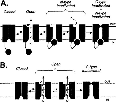 Figure 1 6 From Block Of Voltage Gated Potassium Channels By Acidic PH