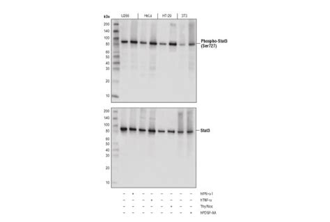 Phospho Stat3 Ser727 D8c2z Rabbit Mab Cell Signaling Technology