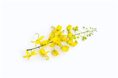 Premium Photo Cassia Fistula Flower On White Background