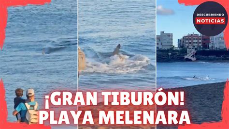 Avistamiento De Tibur N En La Playa De Melenara En Gran Canaria Youtube