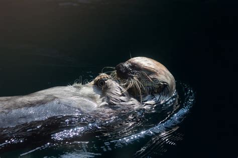 Sea Otter Eating stock photo. Image of marine, life, water - 18321792