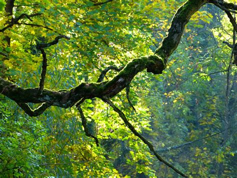 Free Gnarled Trees Trees Images Pixabay