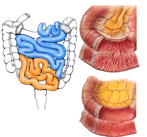 Jejunum