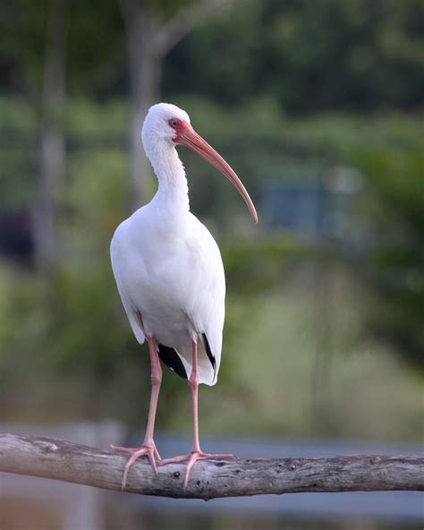 White Ibis Adult Fl. (Non-breeding) : Florida_Birding