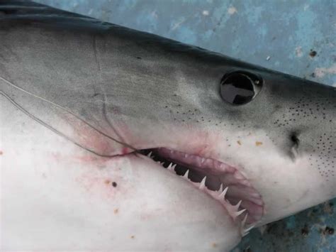 Fishing In Ireland - Angling Ireland Shark identification, Porbeagle