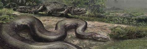 Discovery Of Giant Snake Fossil Gives Hope To Rainforests Surviving ...