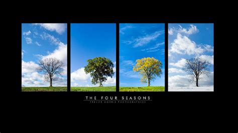 Tree Four Seasons Hd (#2160160) - HD Wallpaper & Backgrounds Download