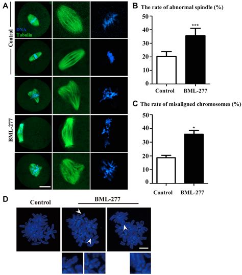 CHK2 Is Essential For Spindle Assembly And DNA Repair During The First