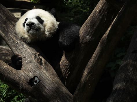 Giant Panda Leaving The National Zoo Washington Dc Dc Patch