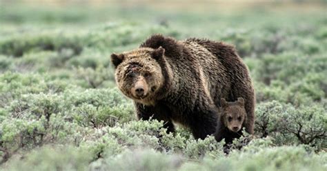 Woman Found Dead After Grizzly Bear Encounter Near Yellowstone National