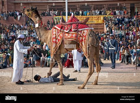 Camel Exhibition Bikaner Camel Festival Rajasthan India Stock Photo