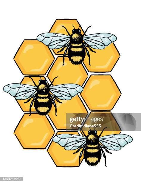 105 Bumble Bee Line Drawing Stock Photos High Res Pictures And Images