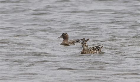 magslluqana: Garganey.
