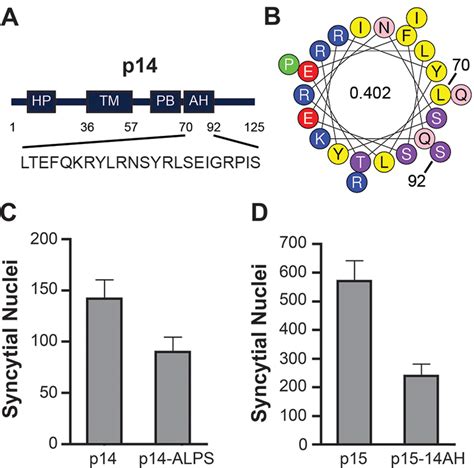 Alps Motif Can Functionally Replace An Amphipathic Helix In The P